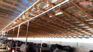 #ангус #молхона #чорва #буқа #ферма Молхона бўйлаб саёҳат. 2 қисм.