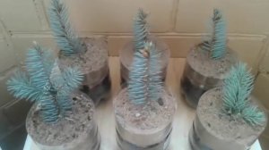 Голубая ель Выращивание черенками Посадки 05.2016