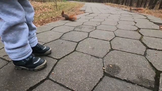 Белочки в бресте (парк воинов интернационалистов) смотреть онлайн