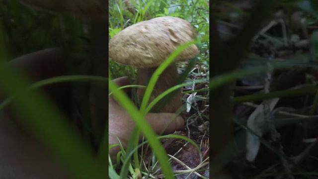 Бодипозитивный боровик смотреть онлайн