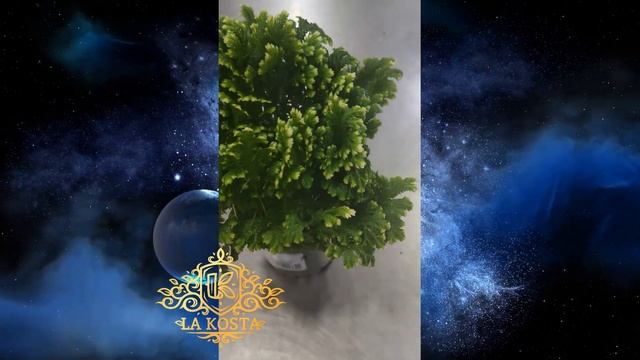 Селагинелла Мартенса Йори Джори смотреть онлайн