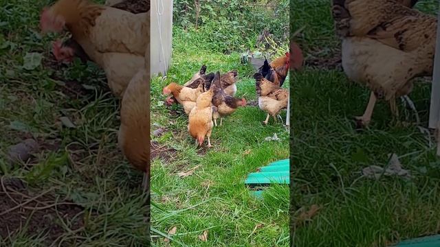 Куры Синь синь дянь. смотреть онлайн