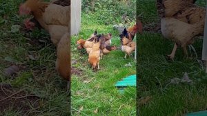 Куры Синь синь дянь.