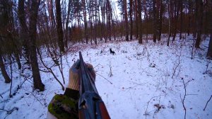 СОБАКА НЕИЗВЕСТНОЙ ПОРОДЫ НАГОНЯЕТ НА МЕНЯ КОСУЛЮ