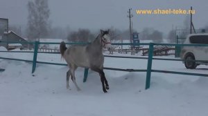 Dami Shael (Makka Shael - Dalit Shael), 2 y. o., akhal-teke filly, ахалтекинская кобыла.