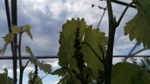 Виноград Аватар на моём участке на 11.05.22г Краснодар