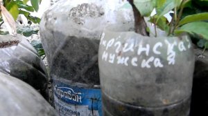 Посадка хурмы. Мастер класс от Степана Михайловича.