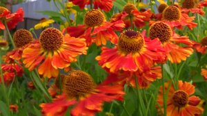 Гелениум. Уникальный проект.  Дачные картинки.