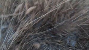 ЧИСТИМ МИНИ ПРУД ОТ КАМЫША