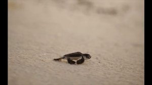 Остров Мнемба, Занзибар, Танзания, Африка - самые удивительные места в мире, Mnemba, Africa