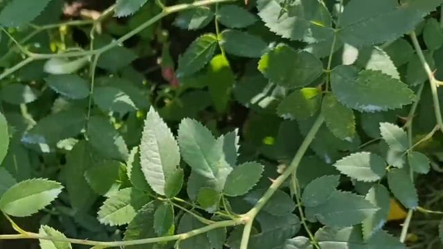 РОЗА или ШИПОВНИК? ВЕЧНЫЕ СПОРЫ! Как ОТЛИЧИТЬ ДИКИЙ побег и что делать смотреть онлайн