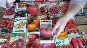 Самые Урожайные Кистевые Томаты для Открытого грунта  100%