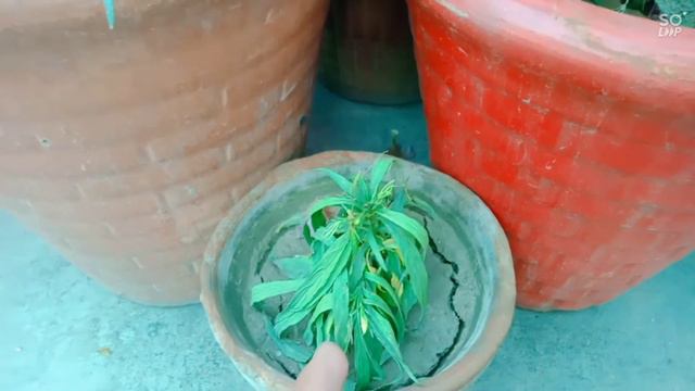 Today Beautiful Flowers blooming in my Garden/Beautiful Flowering Plants/ Permanent Flowering Plant