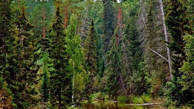 +О лесе маленькое предисловие и два стихотворения+ смотреть онлайн