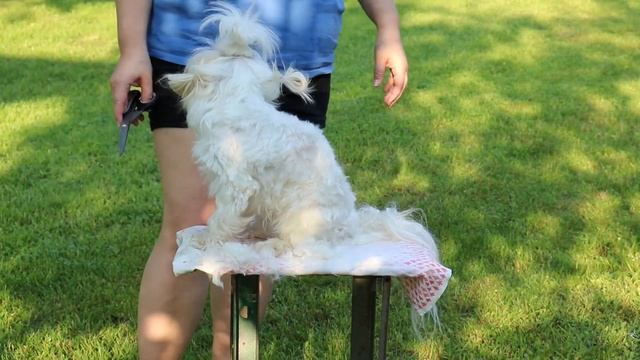 Подстригаю малыша Мальтезе . Стрижка собаки на дому. Как быстро подстричь мальтезе?Часть 1- тело смотреть онлайн