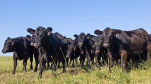 Скотоводство. Продажа породистых коров.