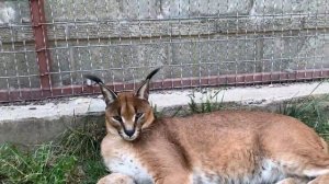 Кот весом 26кг!. Хищные кошки дома