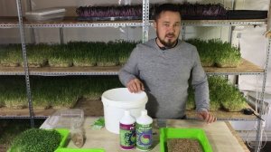 Выращиваем Микрозелень: Не получается вырастить Кинзу? Я покажу!