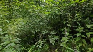 [4K] Большое путешествие вдоль Суры — Траханиотово, Шкудимка, Шелемис, Сурмино (16.07.2023)