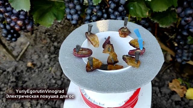 ? Борьба с ОСАМИ на ВИНОГРАДЕ! Сделал АКТИВНУЮ ЛОВУШКУ из домашнего ХЛАМА. Ловит не хуже заводской смотреть онлайн