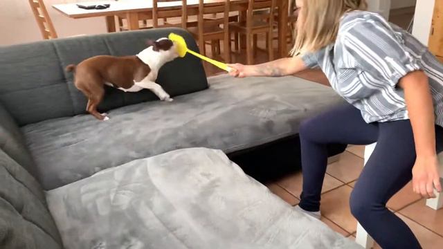 Злюка собака | Boston Terrier | мухобойка | Бостон Терьер