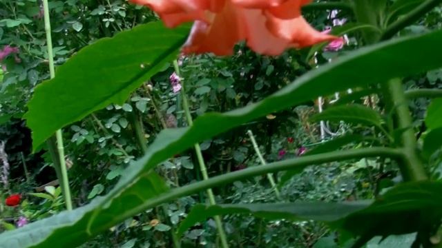 Бругмансия цветёт в Подмосковье смотреть онлайн