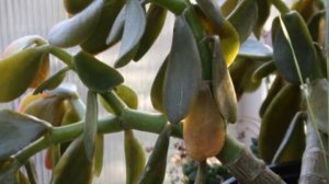 Почему опадают листья с денежного дерева