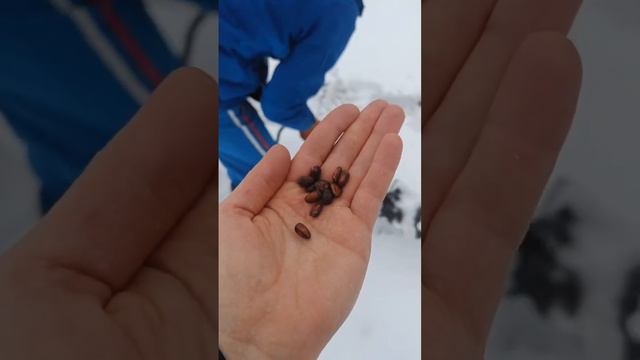 Живые леса 🌳 России. Из Забайкалья в Воронеж 😃👍 смотреть онлайн