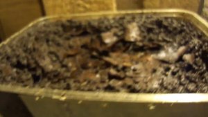 Дендробена в листьях  07.12.2011..MP4 1