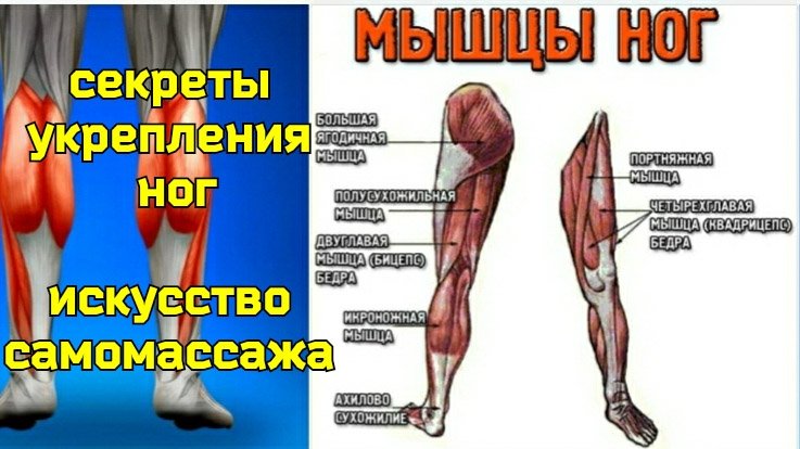 Укрепляя ноги массажем - укрепляем шею и мозг. Изолированные упражнения для мышц