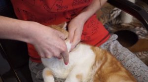 Как чистить глаза кошке?