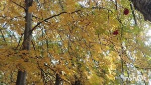 @"Sakpanov Mansur" Информативный ролик)