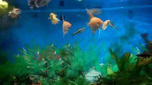 бой скалярии