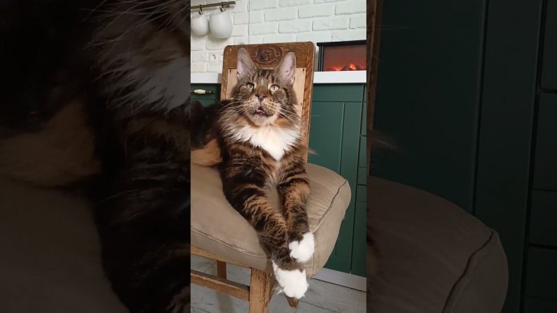 КотМодельПозирует#кот #коты #мейнкун #music #релакс  #музыка #подпишись #подкаст #видео #cat