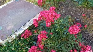 Мускусная роза Альберих