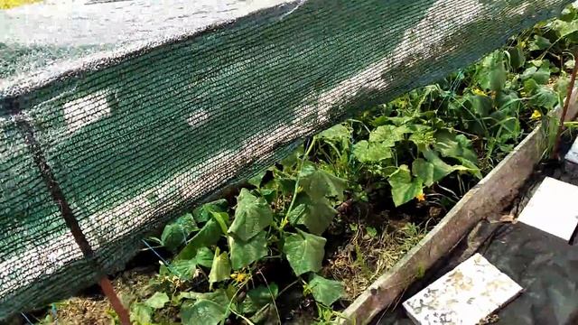 ЖАРА ? Кормим Огурцы Сывороткой ??? июль 2023 смотреть онлайн