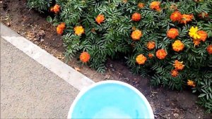 Поливаю из шланга цветник у подъезда