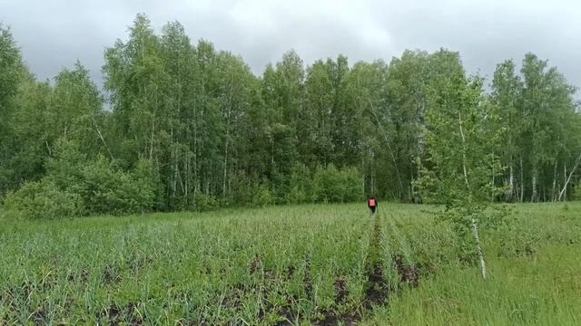 Подкормка чеснока, не разбавленный коровяк. смотреть онлайн