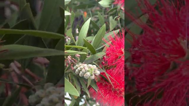 Lemon Bottle Brush Tree