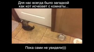 Самые смешные приколы с животными!!! #4 часть тверк собаки