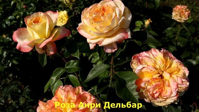 Розы Новинки - успехи роз первогодок! Перспективные новые сорта.