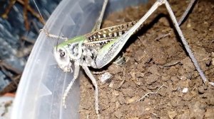 Серые кузнечики откладывают яйца. Katydids lay eggs (Decticus verrucivorus).