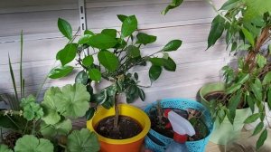 Выращивание цитрусов. Лимон, каламондин. Уход, удобрения.