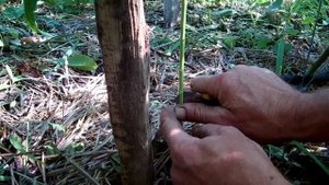 Окулировка / Прививка почкой / Как правильно сделать окулировку осенью