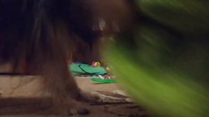 Смена зубов у щенка йоркширского терьера