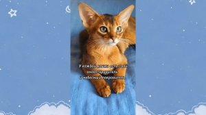 Почему кошкам разрешают заходить в храмы, знаете?