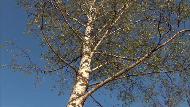 ? Breza (Betula pendula)