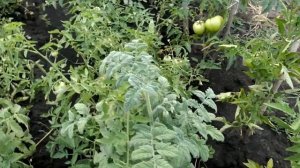 Томаты пушистые, 1.08.2020