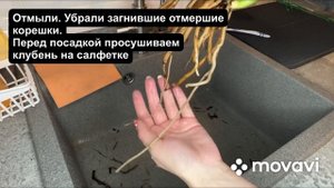 Замиокулькас. Пересадка в Лечуза Пон.