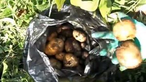 Мой огород - Урожай картофеля в грядках + фасоль 23.08